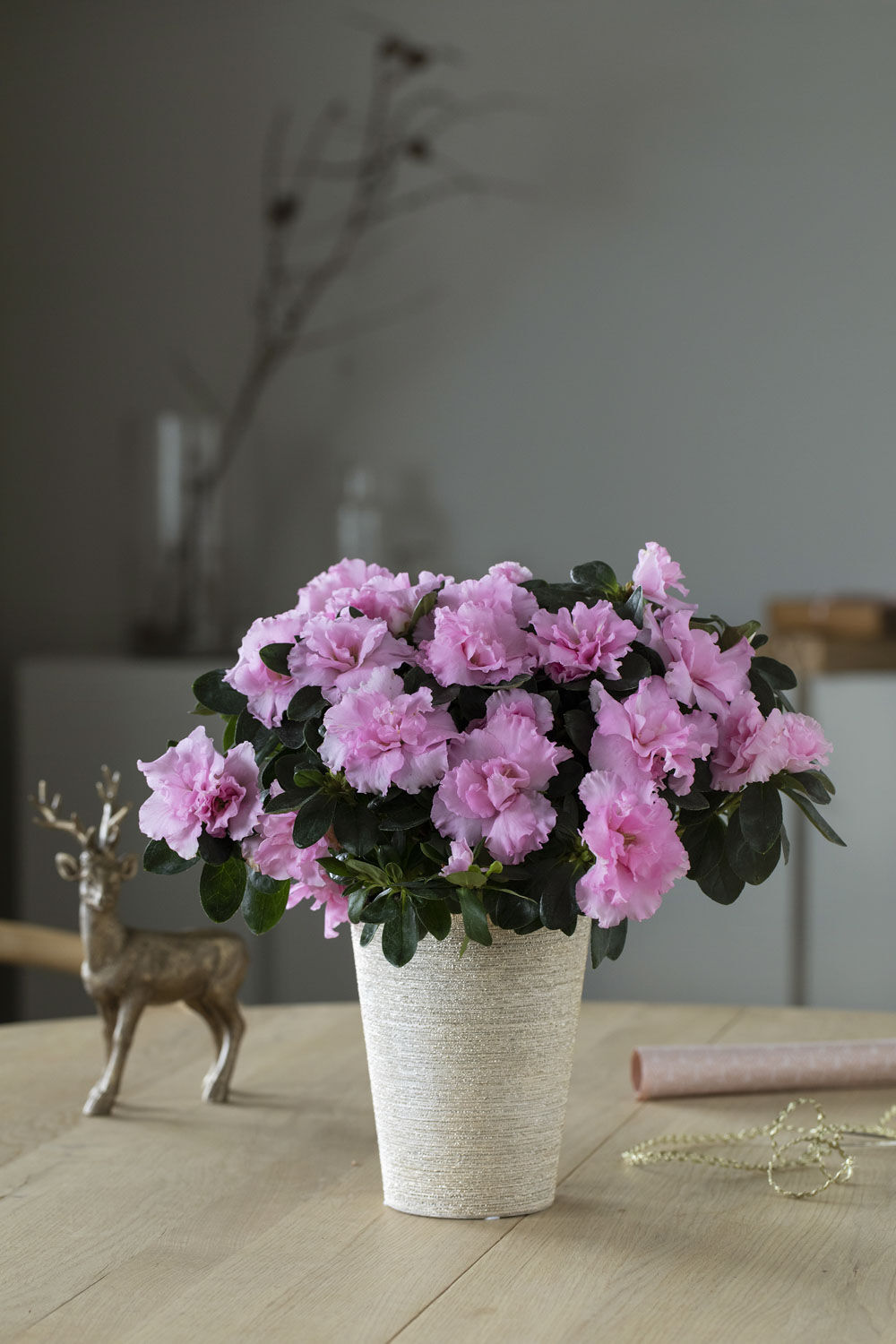 Rosa azalea