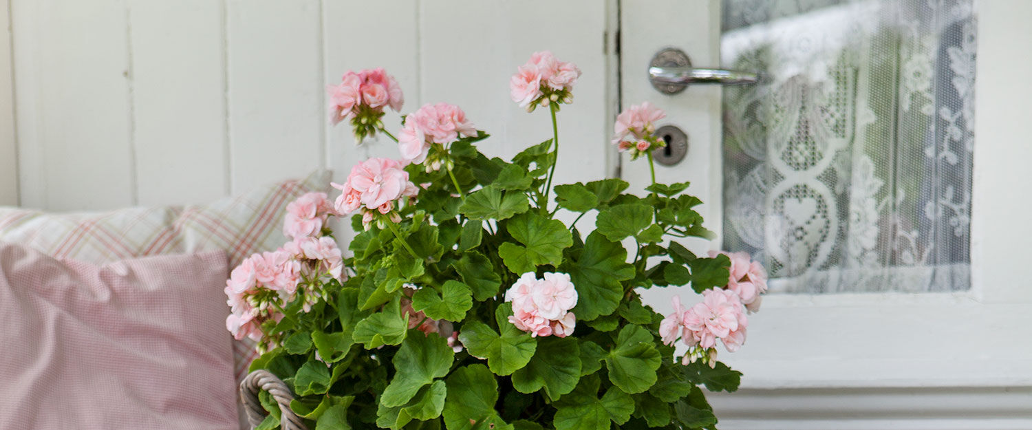 Pelargonia Dronning Ingrid