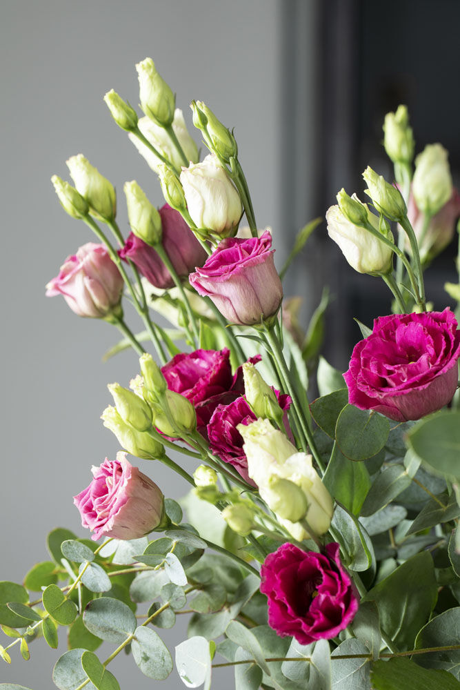 Rosa lisianthus