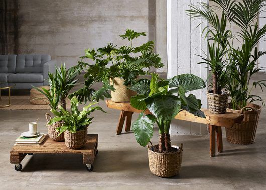 Mange gr&oslash;nne planter i kurv