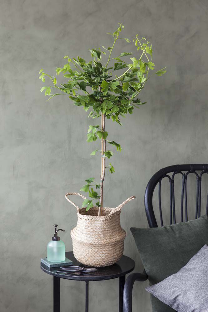 Ginkgo biloba - tempeltre