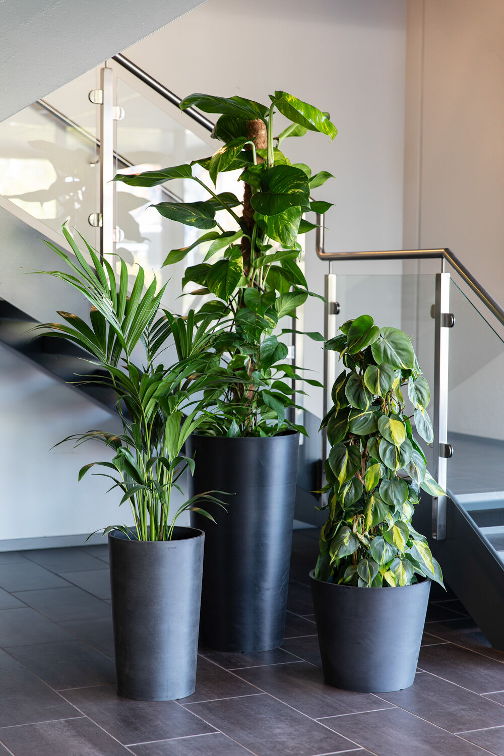 Gr&oslash;nne planter p&aring; kontoret