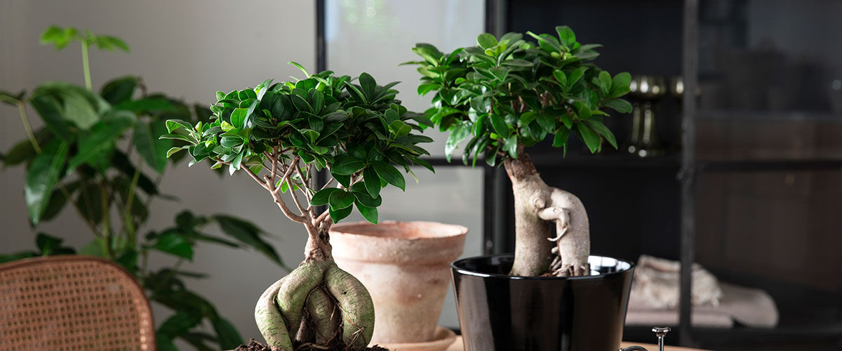 gr&oslash;nne planter_ficus ginseng