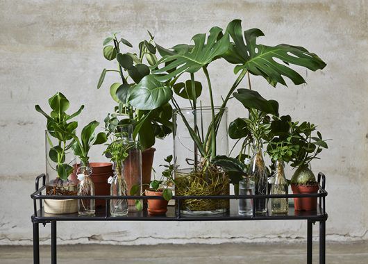 Gr&oslash;nne planter