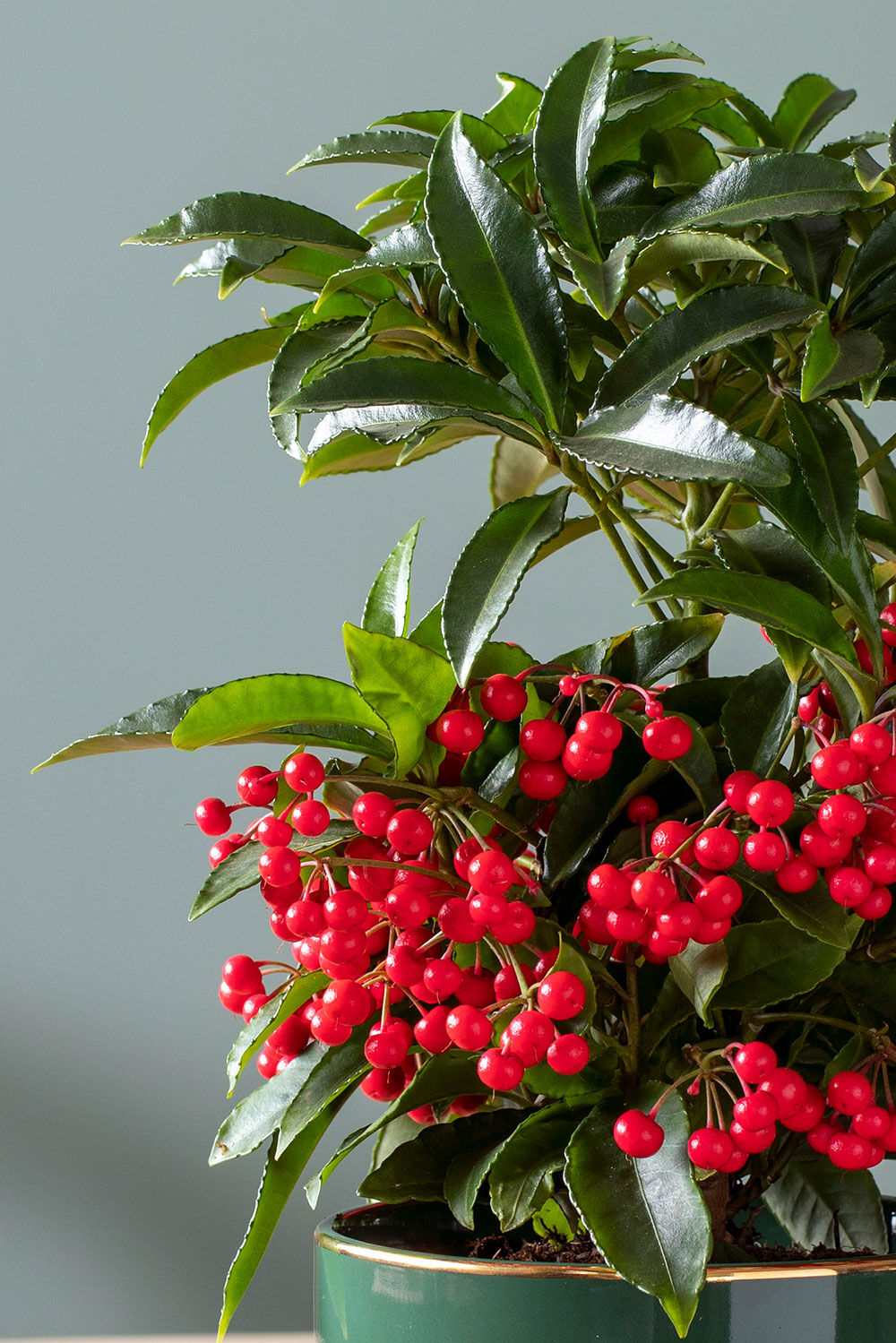 Ardisia juleb&aelig;r