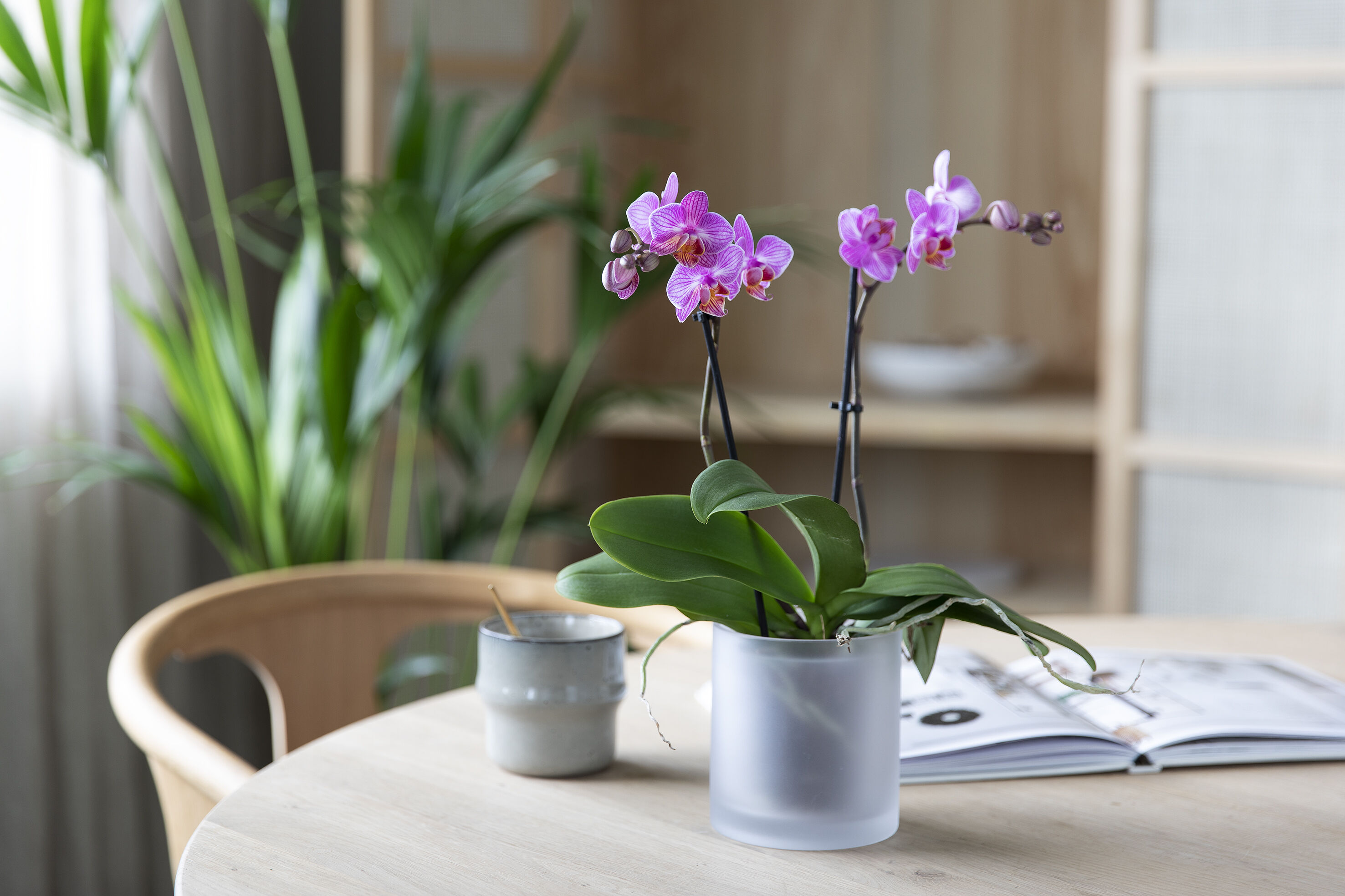phalaenopsis orkide i milj&oslash;