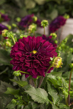 Georginer Dahlia