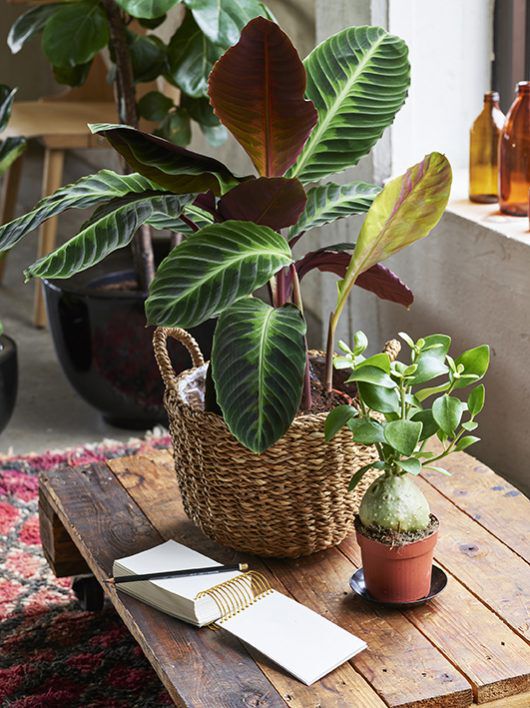 Calathea 