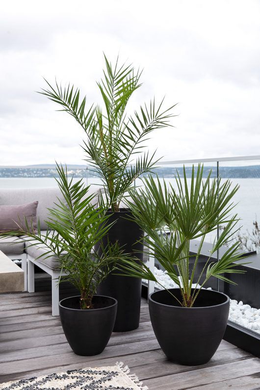 Terrassepalmer