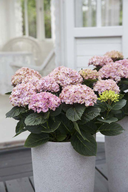 Hortensia magical busk