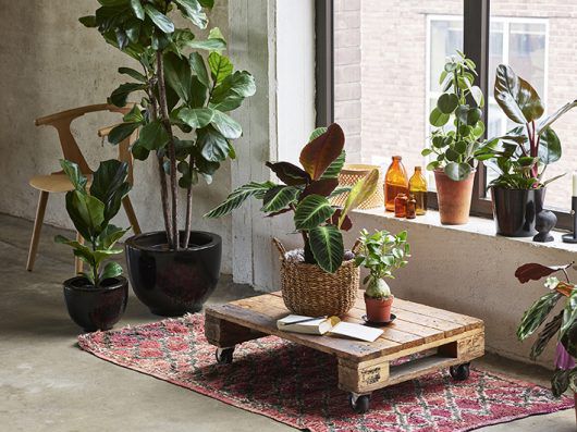 Gr&oslash;nne planter