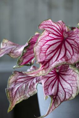caladium finnes i mange flotte varianter
