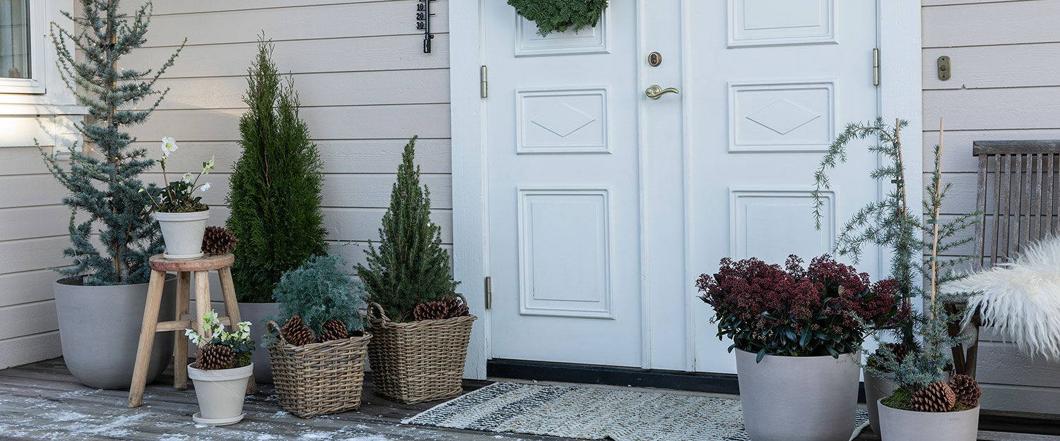 Lettstelte juleplanter