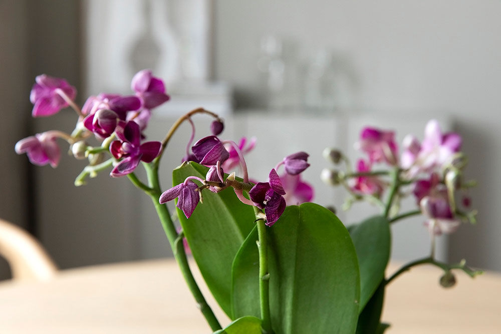 Visne blomster orkide