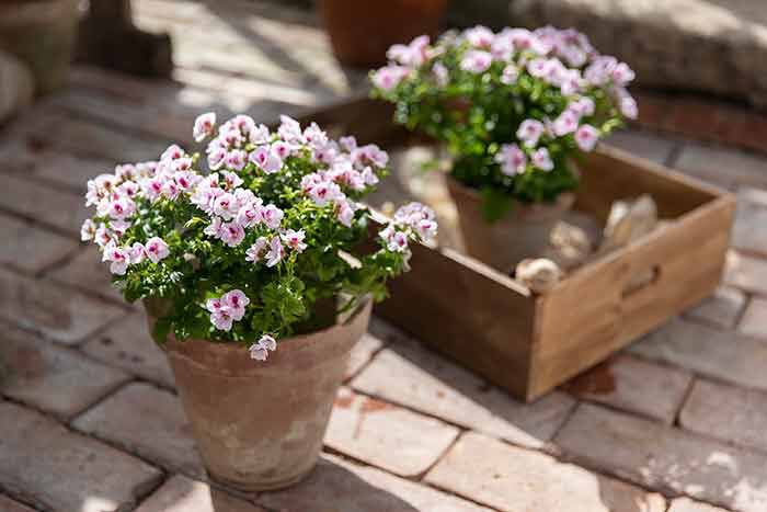 Engelsk pelargonia med sine romantiske blomster er p&aring; full fart tilbake i norske hager