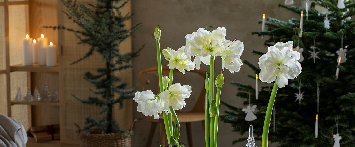 amaryllis i potte