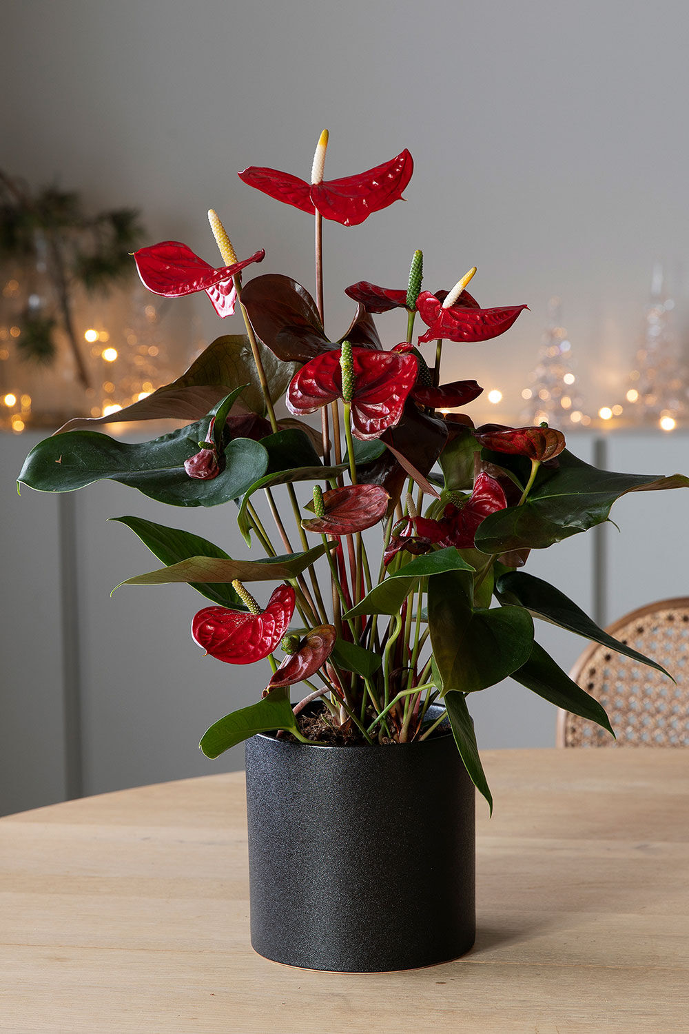 Anthurium