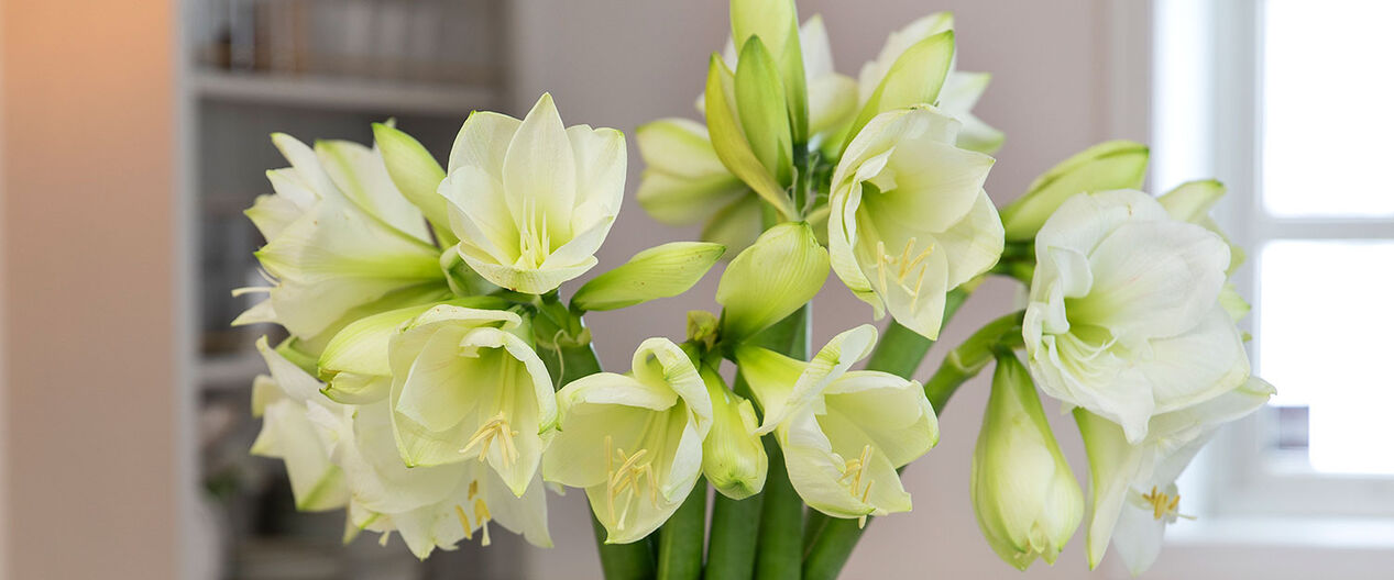 amaryllis i flere farger