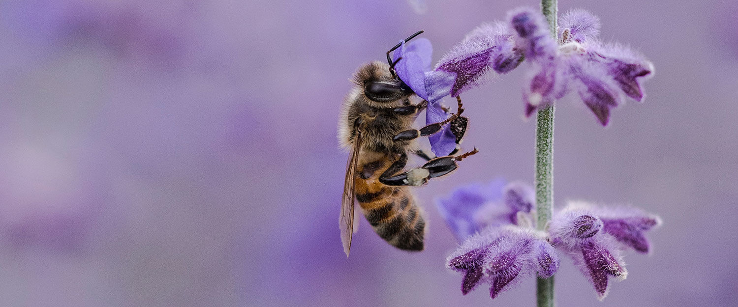 Bievennlige blomster