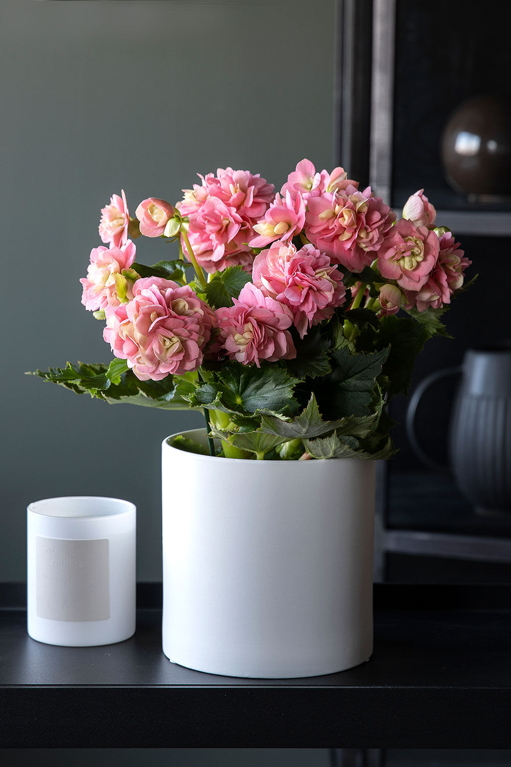 Rosa begonia