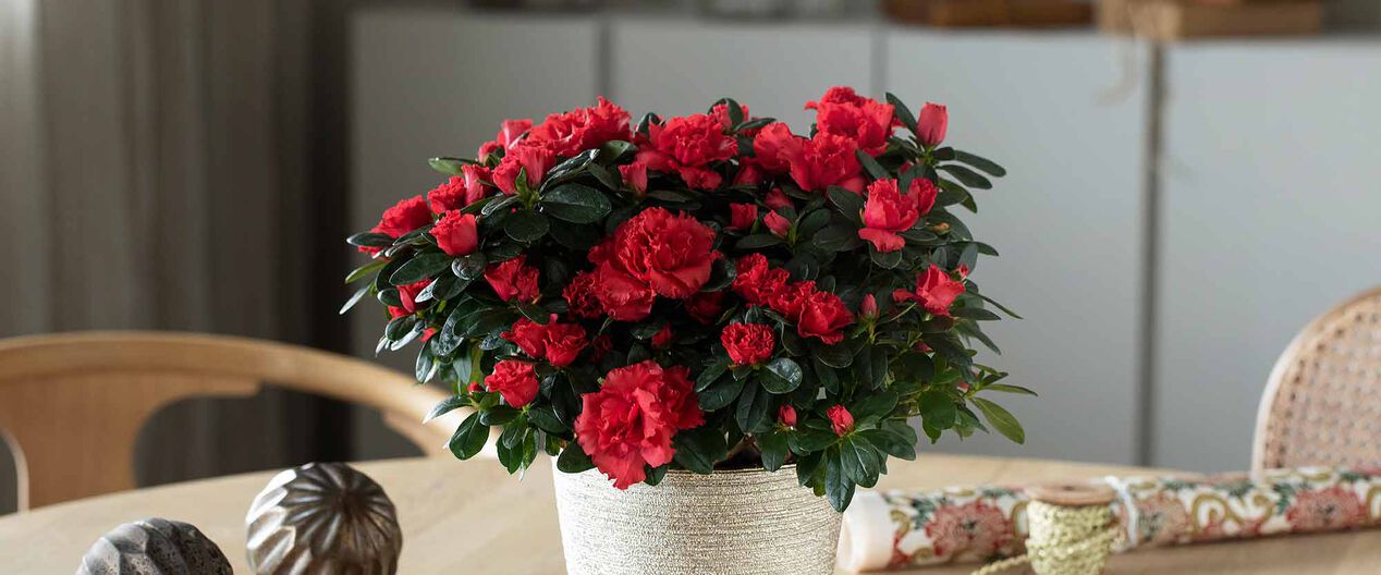 pynt til jul med azalea