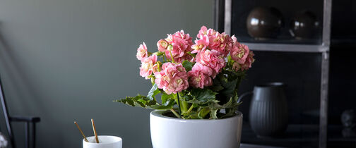 Begonia