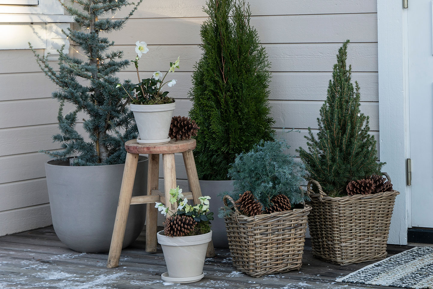 Vintergr&oslash;nne planter