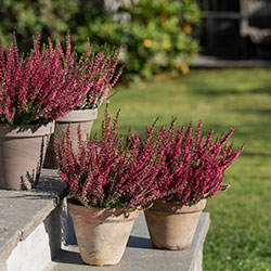 H&oslash;stplanter