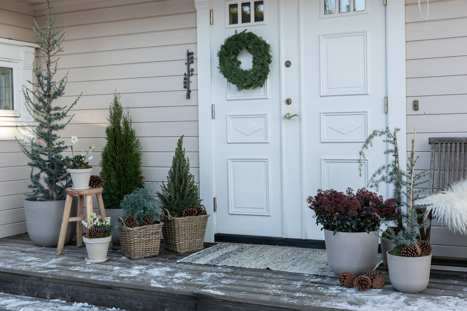 Skimmia i inngangspartiet