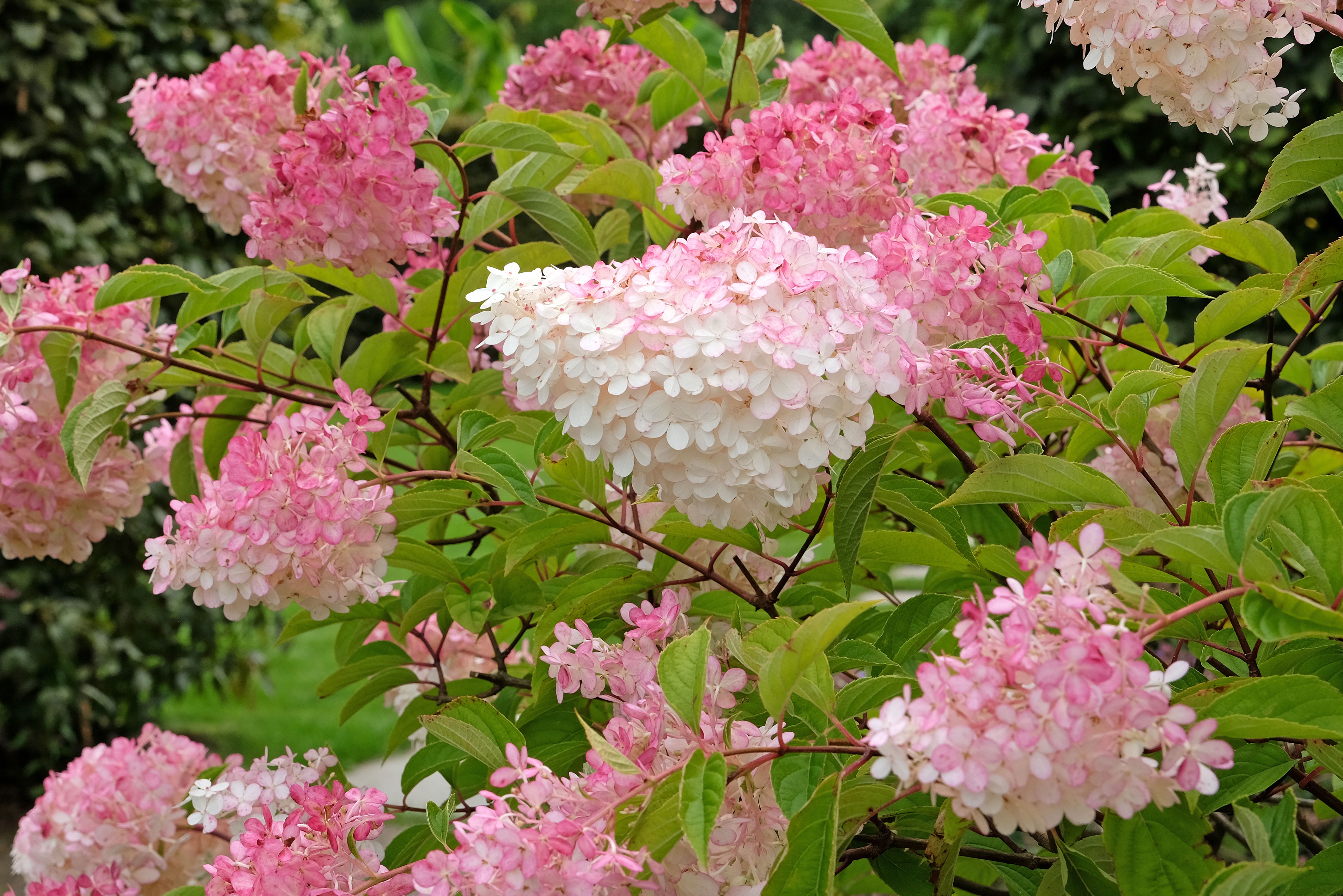 Gr&oslash;nne planter