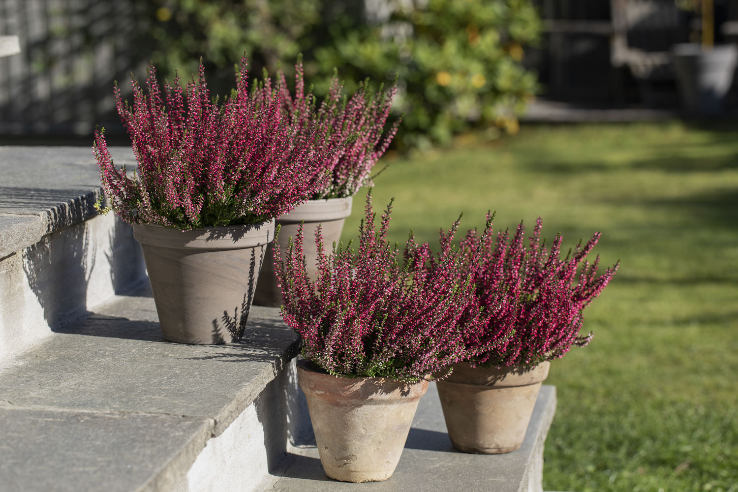 H&oslash;stlyng Calluna
