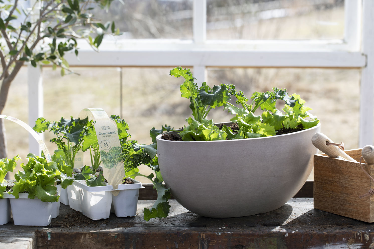 Plante salat og gr&oslash;nnsaker