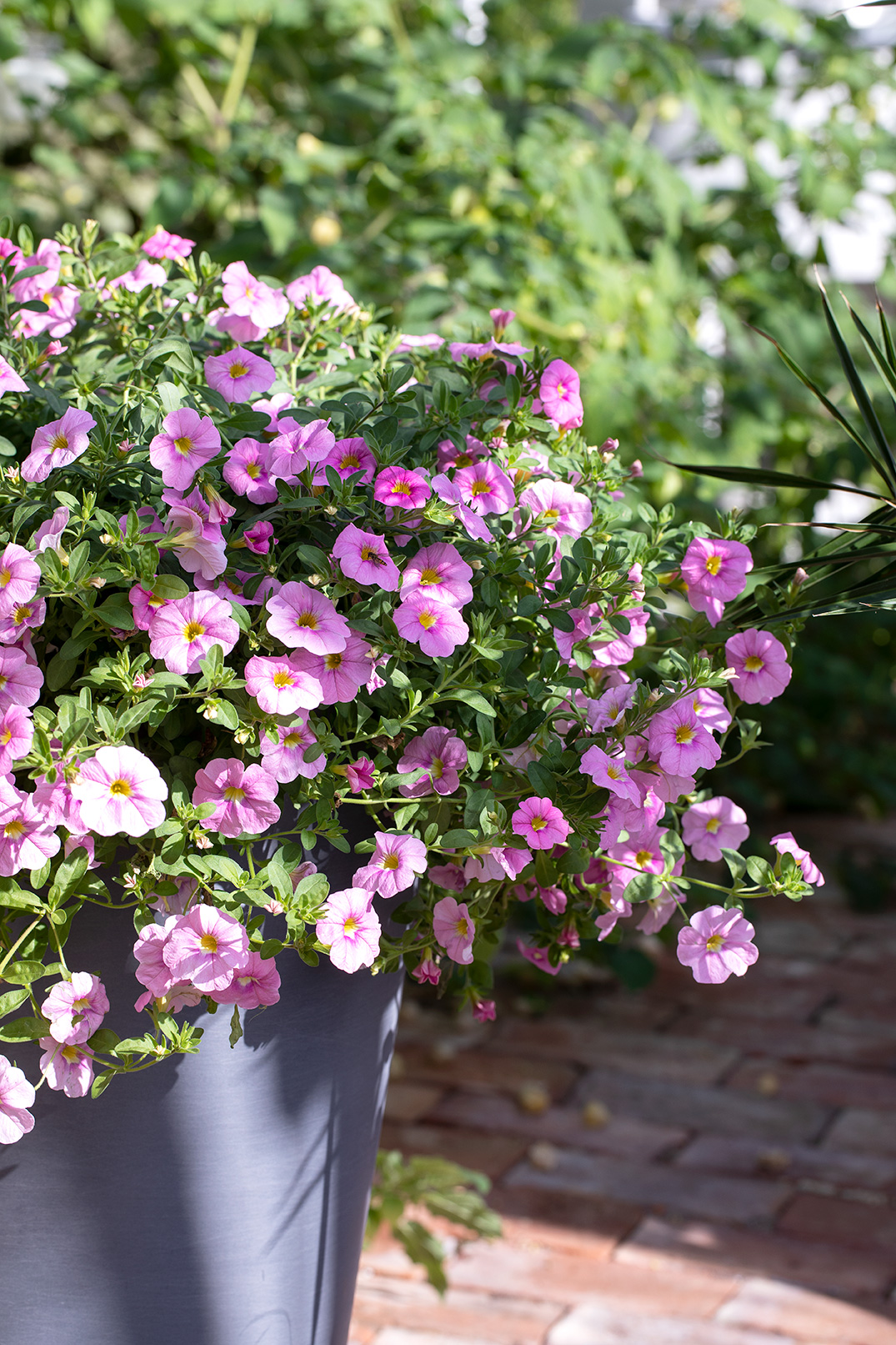 Carillion sm&aring;blomstret petunia