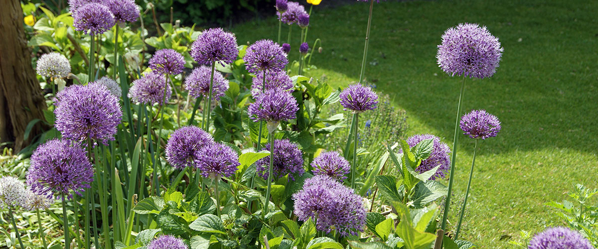 Plante blomsterl&oslash;k