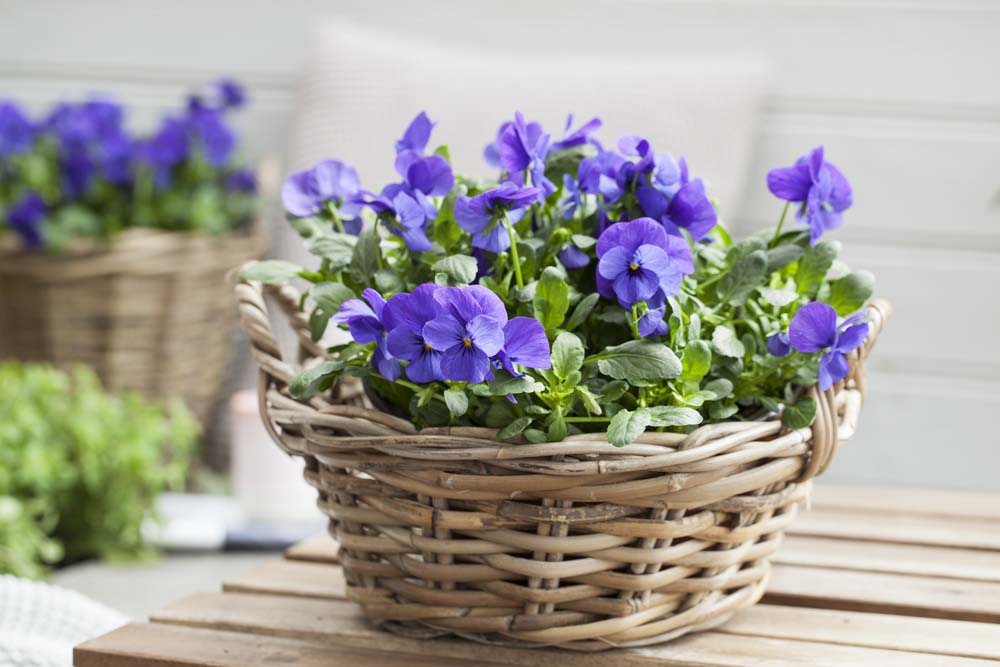 Viola cornuta i kurv