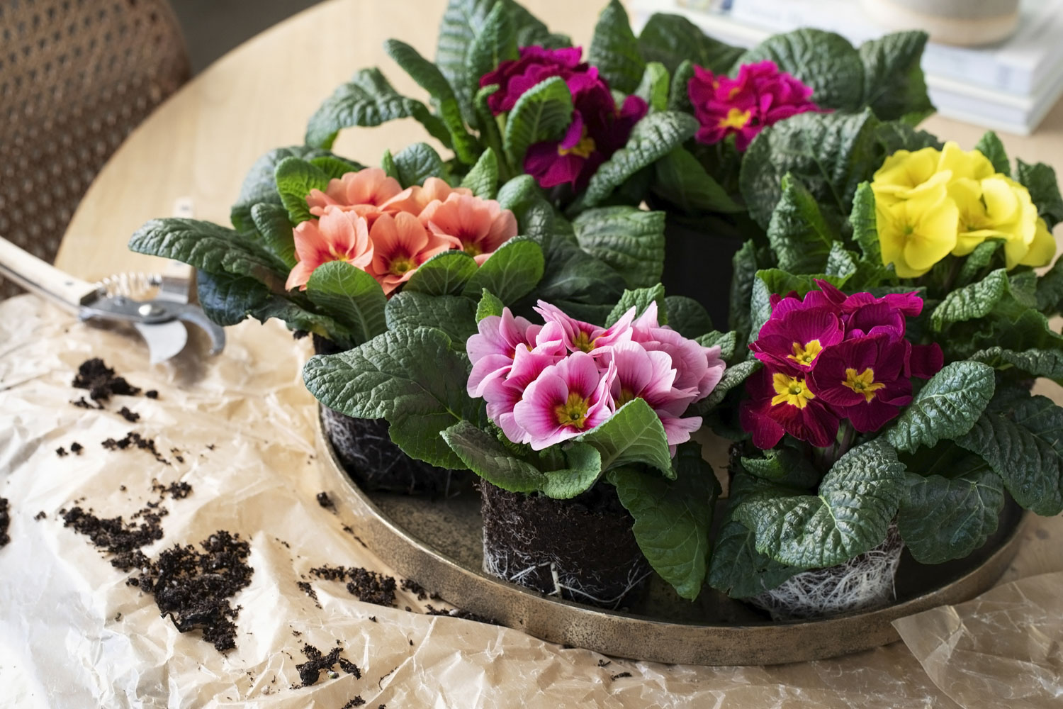 Primula