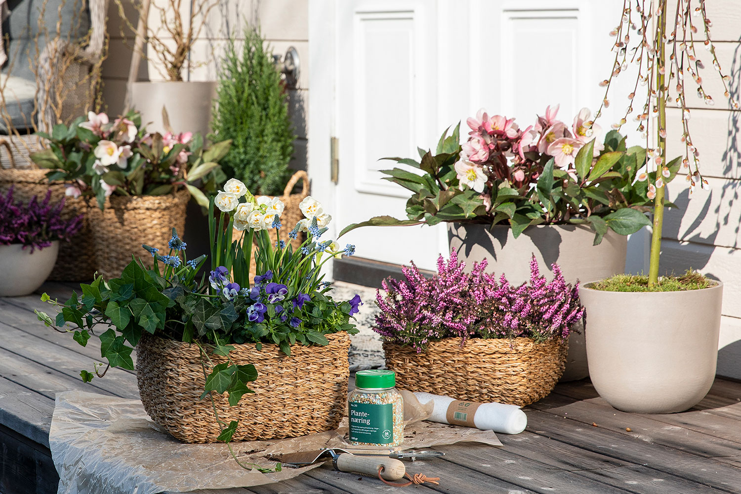 V&aring;rblomster viola