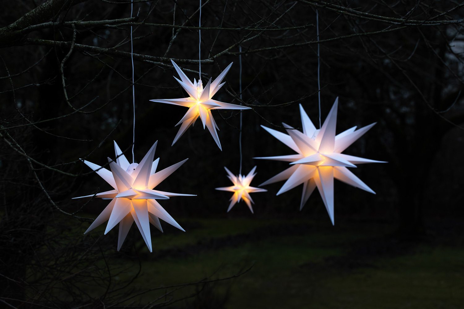 Adventsstjerner
