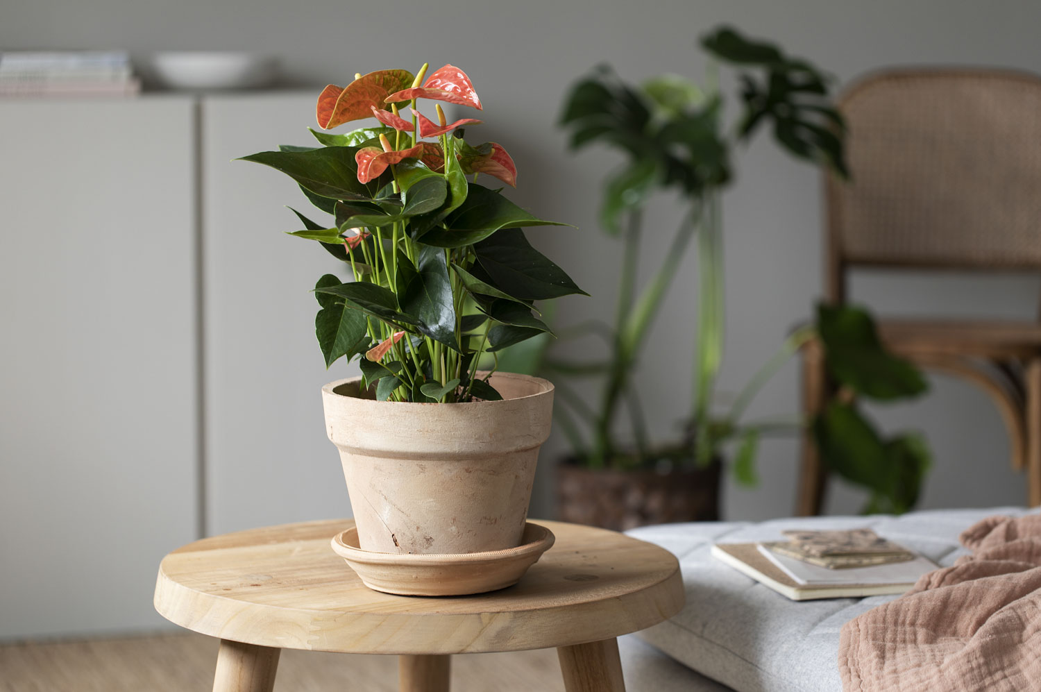 Anthurium med vakre oransje blomster.