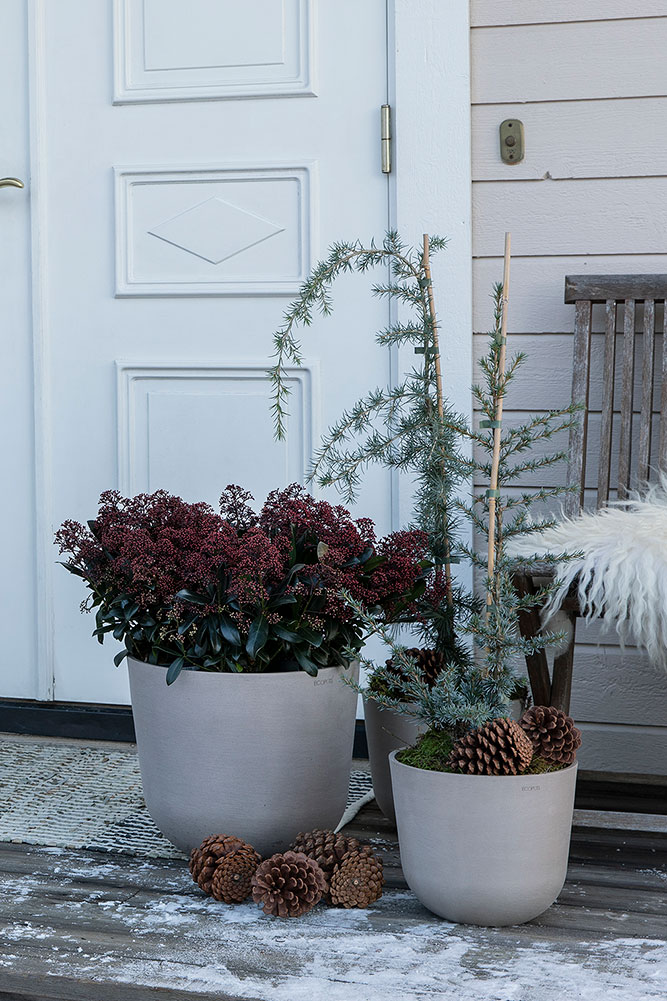 Skimmia i inngangspartiet