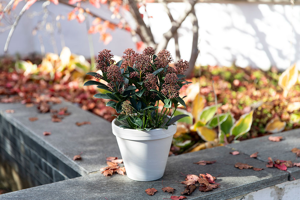 Skimmia h&oslash;stblomst