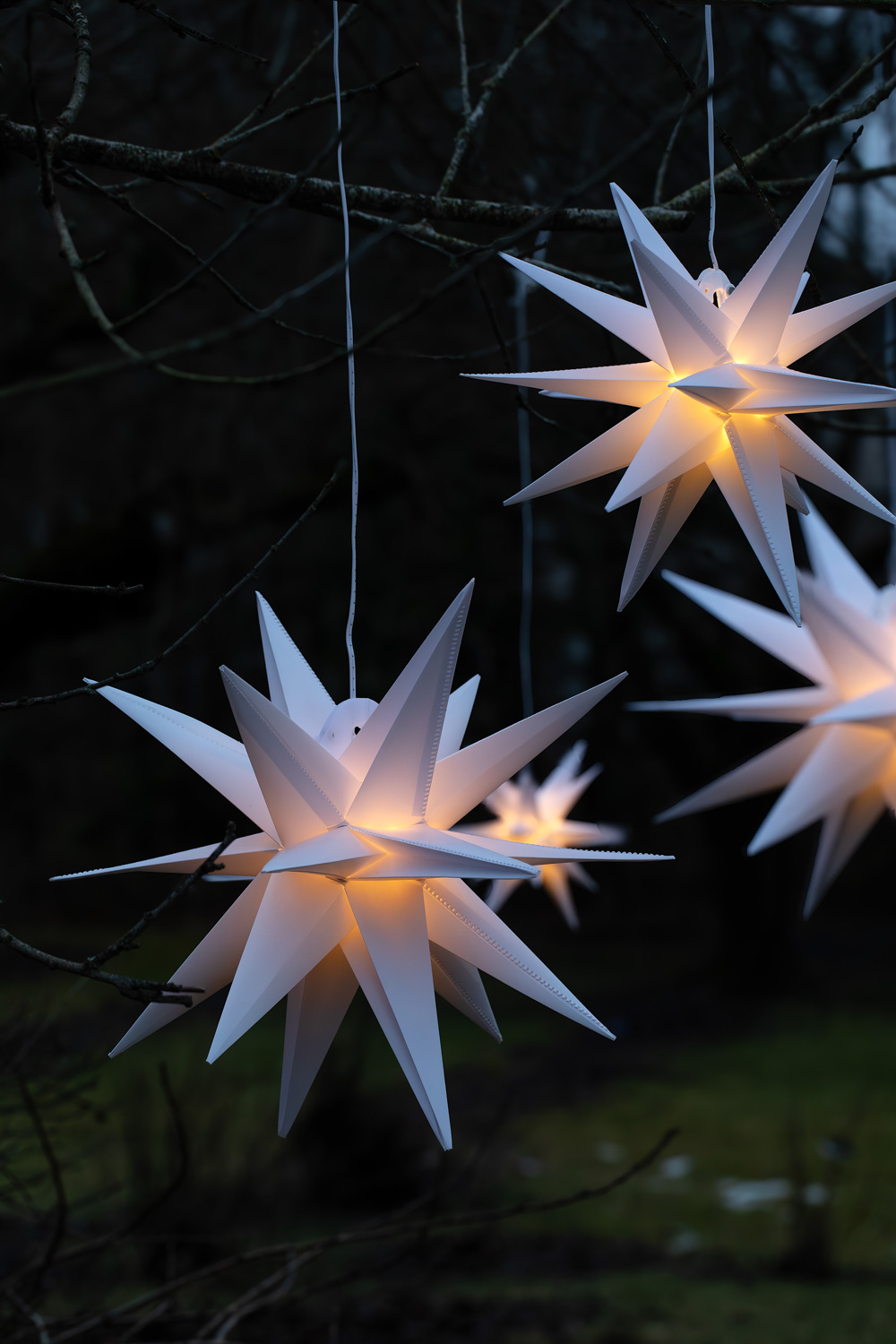 Adventsstjerner