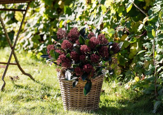 Skimmia