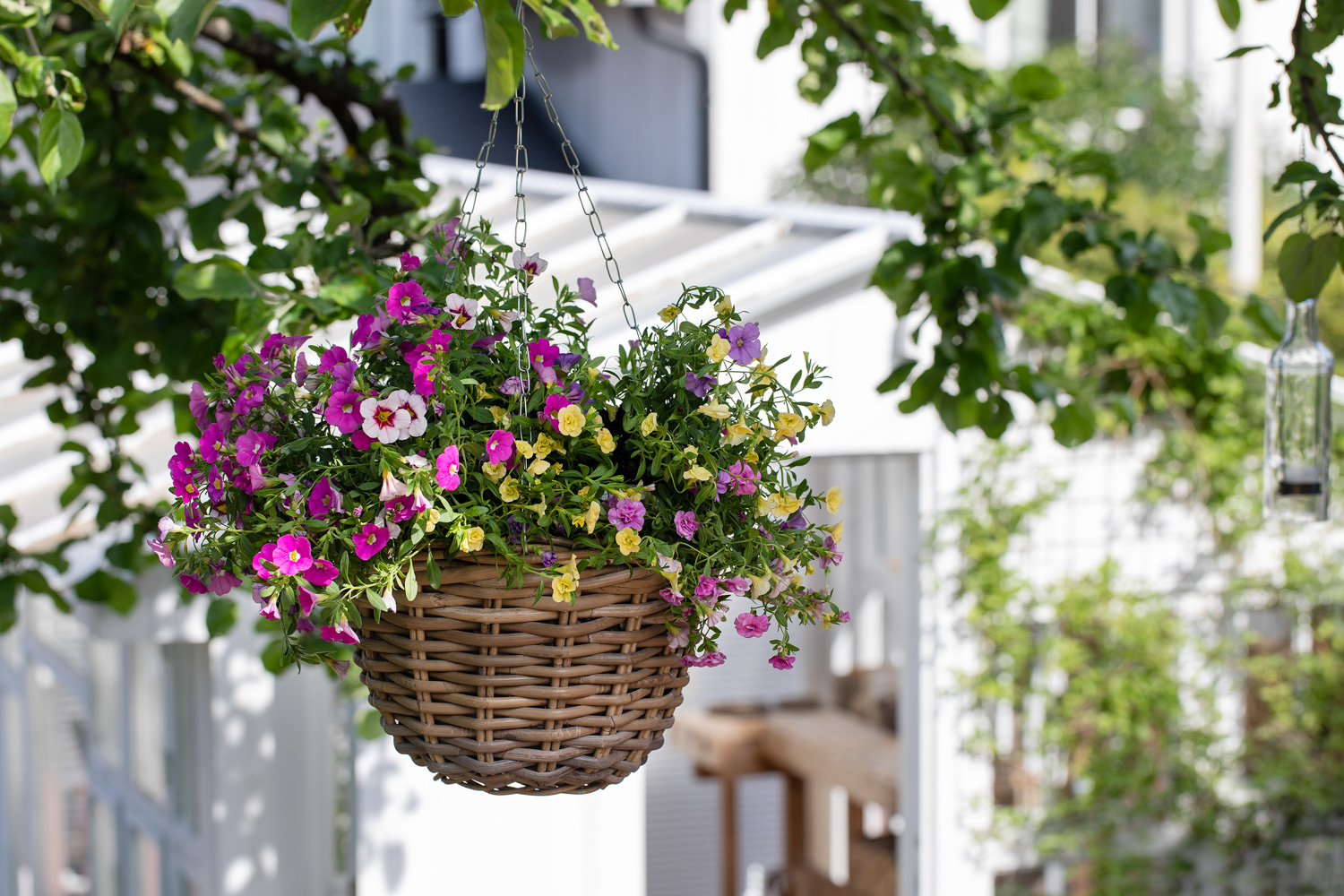 Sommermiks i ampel